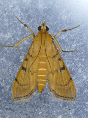 Bean-leaf Webworm Moth