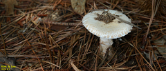 Fungi