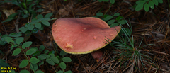 Fungi