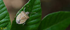 Hemiptera