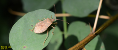 Homoeocerus dilatatus