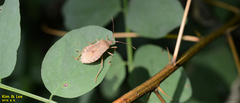Homoeocerus dilatatus