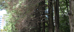 Metasequoia glyptostroboides