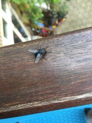 Calliphora
