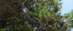Metasequoia glyptostroboides