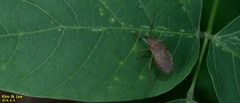 Homoeocerus dilatatus