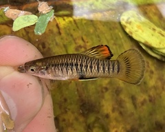 Holdridges Toothcarp photo 2