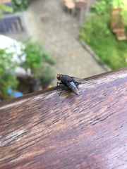 Calliphora