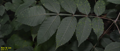 Tracheophyta