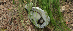 Fungi
