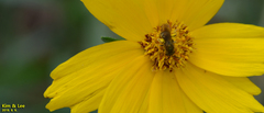 Hymenoptera
