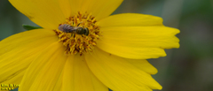 Hymenoptera