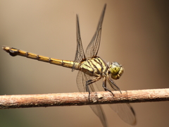 Potamarcha congener