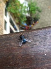 Calliphora