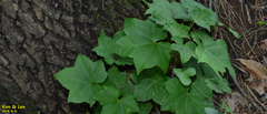 Tracheophyta