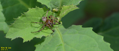 Araneae