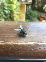 Calliphora