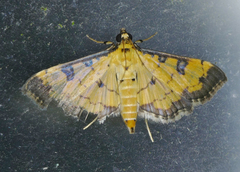Ategumia ebulealis