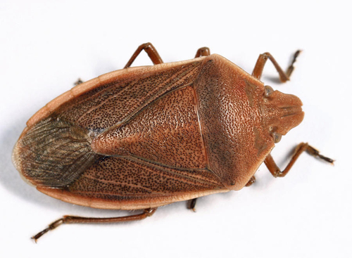 Chlorochroa senilis (Say, 1832)