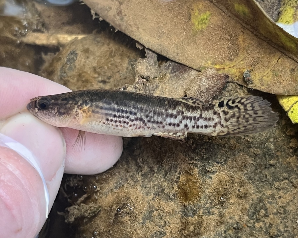 Arenal Rivulus