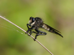 Promachus painteri
