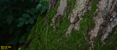 Bryophyta