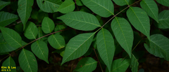 Tracheophyta