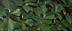 Tracheophyta