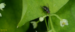 Diptera