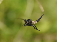 Promachus painteri