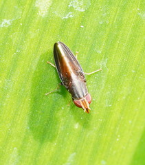 Cephaloconus tenebrosus