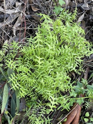 Blue Fiesta Flower foliage
