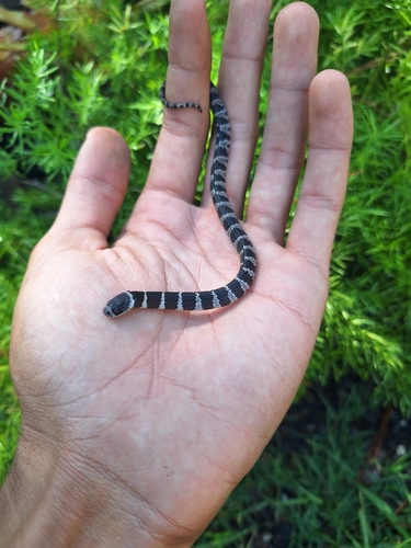 Brazilian Slug-eating Snake