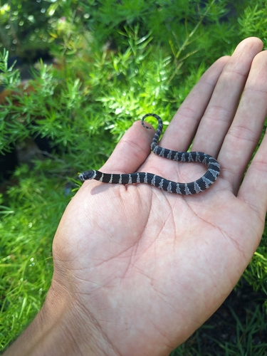 Brazilian Slug-eating Snake