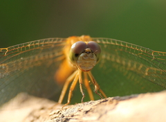 Crocothemis servilia