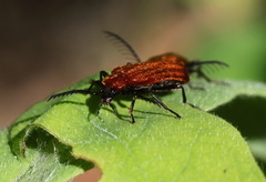 Pyrochroinae