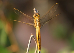 Crocothemis servilia