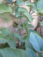 Datura innoxia