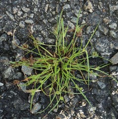 Cyperus squarrosus