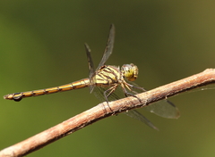 Potamarcha congener