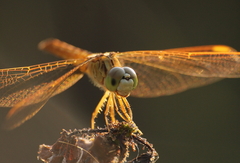 Crocothemis servilia