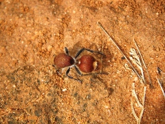 Ephutomorpha ferruginata