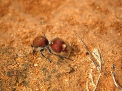Ephutomorpha ferruginata
