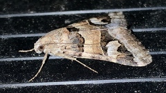 Drasteria pallescens