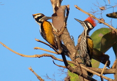 Chrysocolaptes festivus
