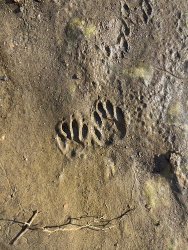 Common Raccoon photographed in Maryland