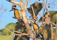 Chrysocolaptes festivus