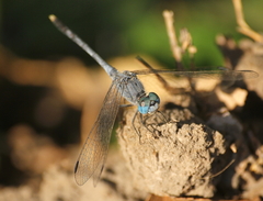 Diplacodes trivialis