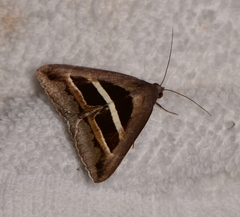 Grammodes occulta