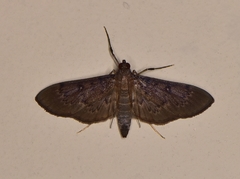 Tatobotys janapalis